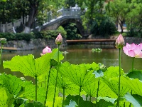 图集 | 荷花初绽夏渐浓