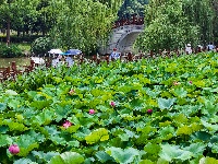 图集 | 荷花初绽夏渐浓