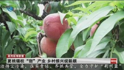 夏桃缀枝“甜”产业 乡村振兴绽新颜