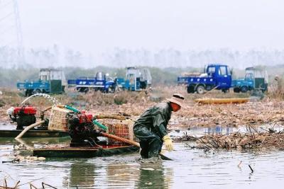 人民日报关注荆州！荷塘里走出“金字招牌”