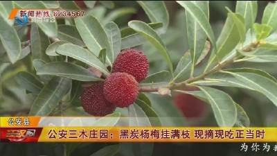 公安三木庄园：黑炭杨梅挂满枝 现摘现吃正当时