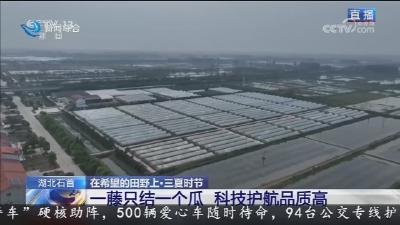 一藤只结一个瓜 科技护航品质高