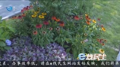 景观绿化大变样 精致花境扮靓古城