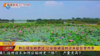 粉白摇曳映碧波 公安崇湖湿地迎来最佳赏荷季