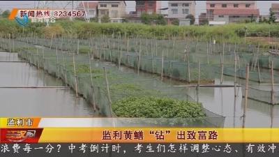 监利黄鳝 “钻” 出致富路