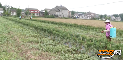 湖北荆州：年销上亿元 “滋宝西瓜”为乡村振兴甜蜜赋能