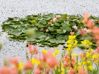 图集 | 荷花初绽夏渐浓