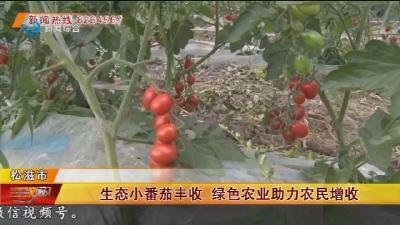 生态小番茄丰收 绿色农业助力农民增收