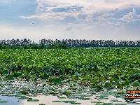美图丨荆州崇湖湿地荷花盛放