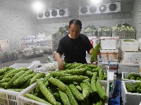 图集 | 李埠蔬菜俏销全国