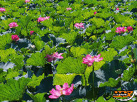 荆州夏日美景：风动荷花香 悠然夏日长
