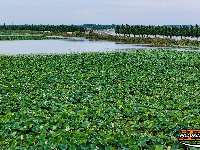 美图丨荆州崇湖湿地荷花盛放