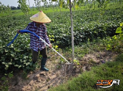 荆州：科学抗旱护新绿 浇水灌溉保成活