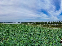 美图丨荆州崇湖湿地荷花盛放