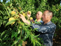 三湖黄桃采摘忙 盛夏时节果飘香