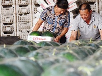 图集 | 致敬高温下的劳动者：农产品市场滚烫坚守，托起市民“菜篮子”新鲜丰盈