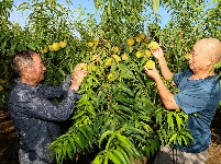 三湖黄桃采摘忙 盛夏时节果飘香