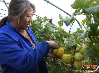 果园能手刘小英：瓜棚战高温 收获在早晨
