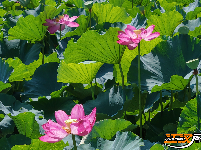荆州夏日美景：风动荷花香 悠然夏日长