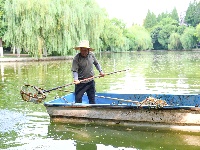 图集 | 致敬高温下的劳动者：水上保洁员头顶烈日 守护碧水清波

