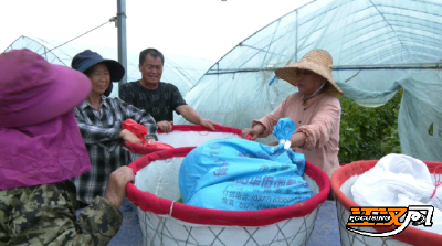 江陵：甜蜜经济激活致富密码