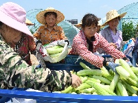 图集 | 李埠蔬菜俏销全国