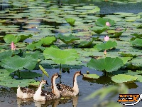美图丨荆州崇湖湿地荷花盛放