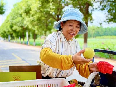 湖北日报关注丨荆州江陵：一颗黄桃“种”出亿元产业