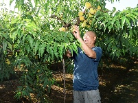 三湖黄桃采摘忙 盛夏时节果飘香