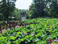 荆州夏日美景：风动荷花香 悠然夏日长