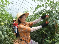 图集 | 李埠蔬菜俏销全国