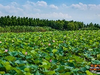 美图丨荆州崇湖湿地荷花盛放