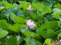美图丨荆州崇湖湿地荷花盛放