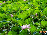 美图丨荆州崇湖湿地荷花盛放