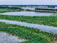 美图丨荆州崇湖湿地荷花盛放