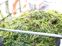 图集 | 致敬高温下的劳动者：水上保洁员头顶烈日 守护碧水清波
