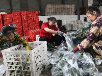 图集 | 李埠蔬菜俏销全国
