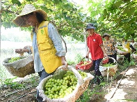 图集 | 埠河葡萄打出了“金字招牌”扬名海内外