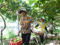 图集 | 埠河葡萄打出了“金字招牌”扬名海内外