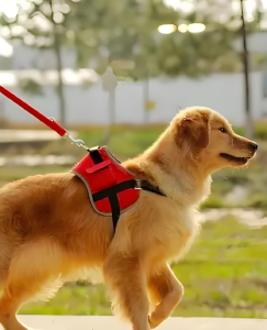 荆州最新通告！这些地方禁止遛犬