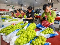 图集 | 荆州阳光玫瑰“甜蜜”上市