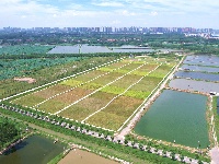 图集丨碧水蜿蜒，绿意绵延！荆州白水滩湿地绘就城市生态画卷