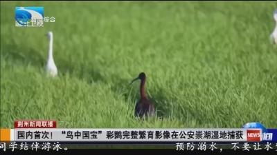 简讯：国内首次!“鸟中国宝”彩鹮完整繁育影像在公安崇湖湿地捕获