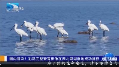 国内首次! 彩鹮完整繁育影像在湖北崇湖湿地成功捕获