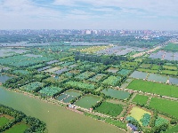图集丨碧水蜿蜒，绿意绵延！荆州白水滩湿地绘就城市生态画卷