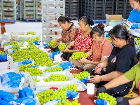 图集 | 荆州阳光玫瑰“甜蜜”上市