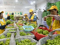 图集 | 埠河葡萄打出了“金字招牌”扬名海内外