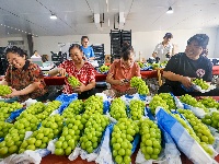 图集 | 荆州阳光玫瑰“甜蜜”上市