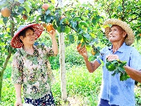 图集|梨果压弯了枝头 农户笑弯了眼睛
