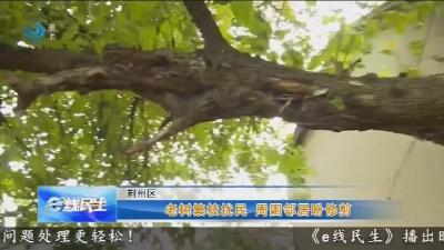 老树繁枝扰民   周围邻居盼修剪